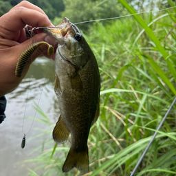 スモールマウスバス