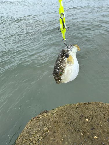 フグの釣果