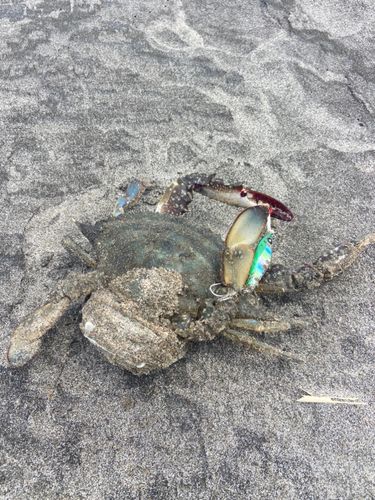 ワタリガニの釣果