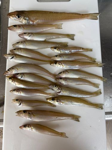 キスの釣果