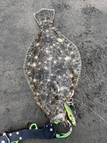 ヒラメの釣果