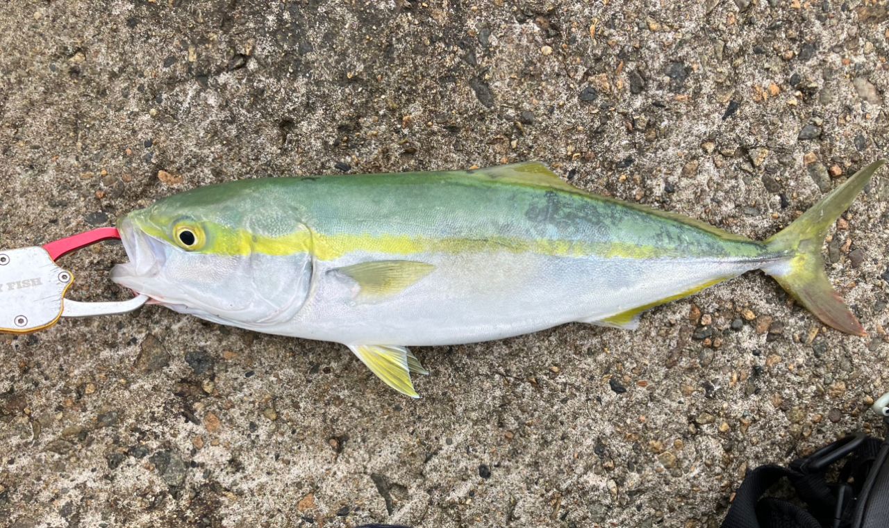 イナダ