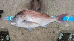 タイの釣果