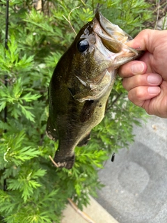 ラージマウスバスの釣果