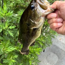 ラージマウスバス