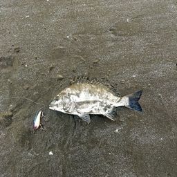 クロダイ