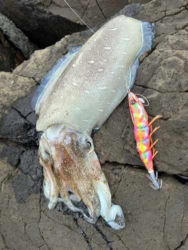 モンゴウイカの釣果