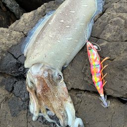 モンゴウイカ