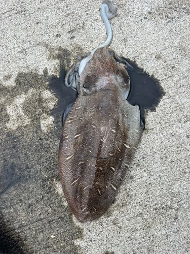 モンゴウイカの釣果