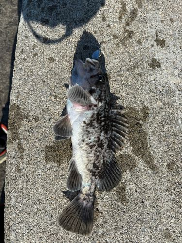 アイナメの釣果