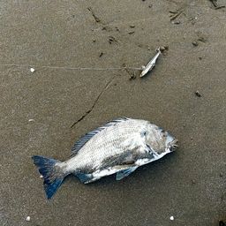 クロダイ