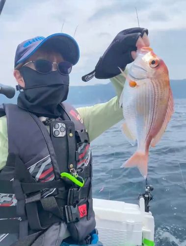 レンコダイの釣果