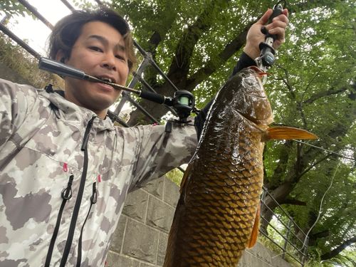 コイの釣果