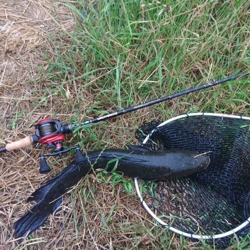 ライギョの釣果