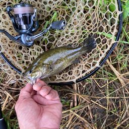 スモールマウスバス