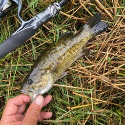 スモールマウスバス