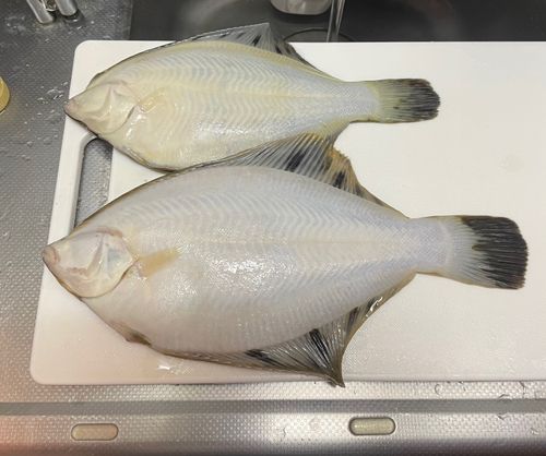 クロガシラガレイの釣果