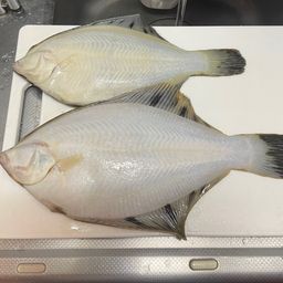 クロガシラガレイ