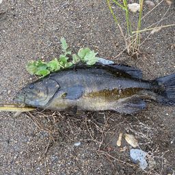 スモールマウスバス