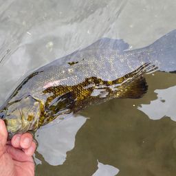 スモールマウスバス