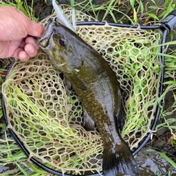 スモールマウスバス