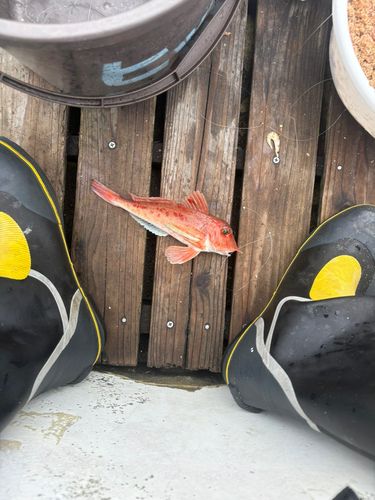 ホウボウの釣果