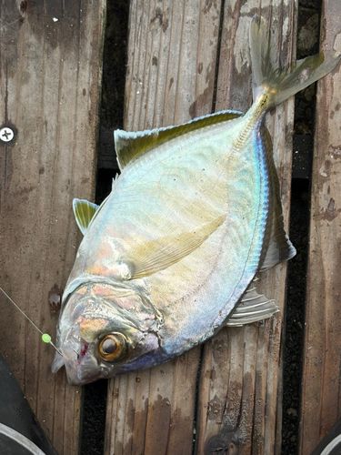 カイワリの釣果