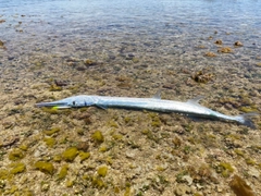リュウキュウダツの釣果