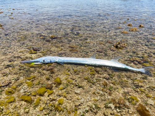 リュウキュウダツの釣果
