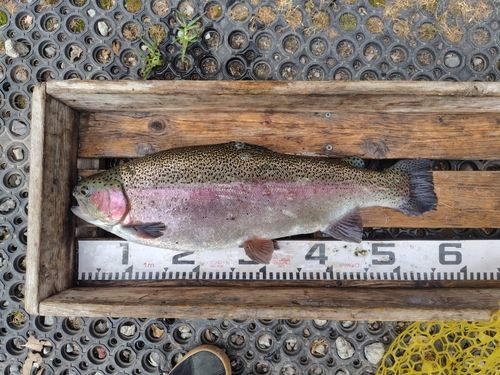 ニジマスの釣果
