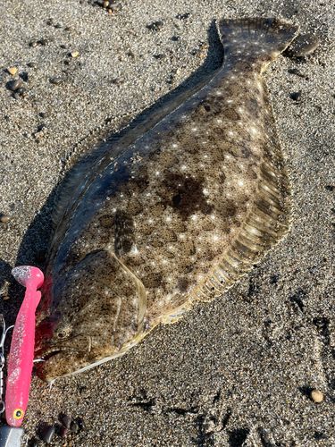 ヒラメの釣果