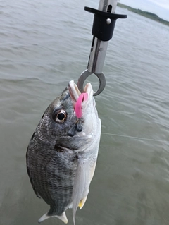 キビレの釣果