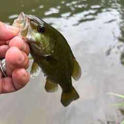 スモールマウスバス