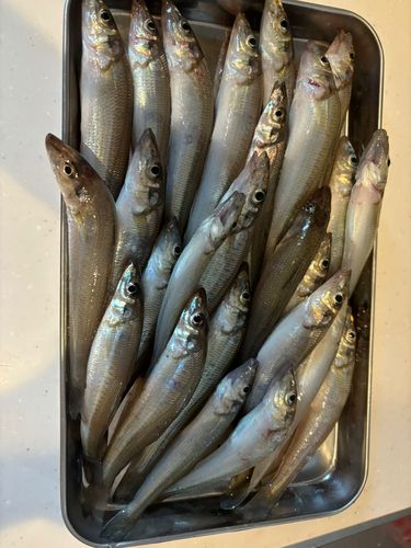 キスの釣果