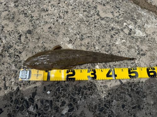 マゴチの釣果