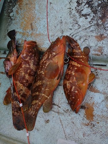 キジハタの釣果