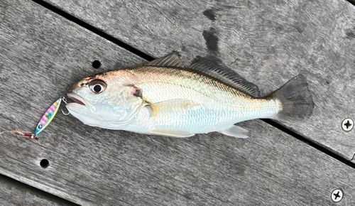 イシモチの釣果