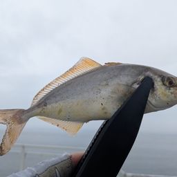 ショゴ