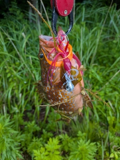 キジハタの釣果