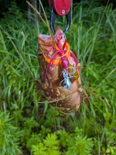 キジハタの釣果