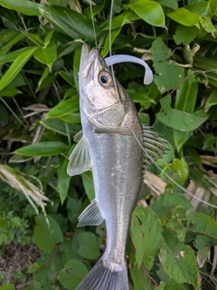 セイゴ（マルスズキ）の釣果