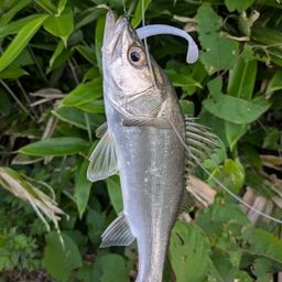 セイゴ（マルスズキ）