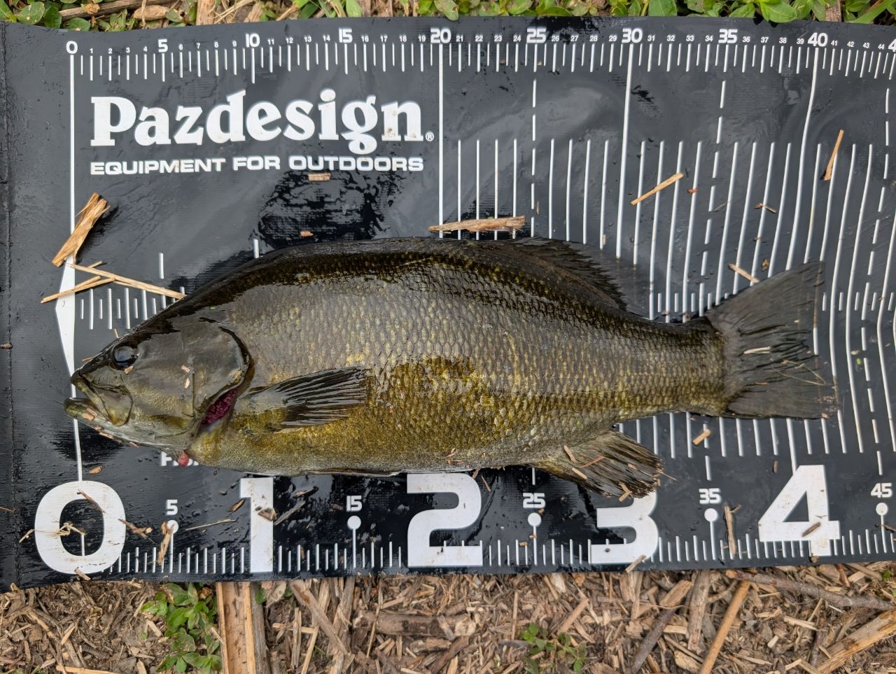 スモールマウスバス