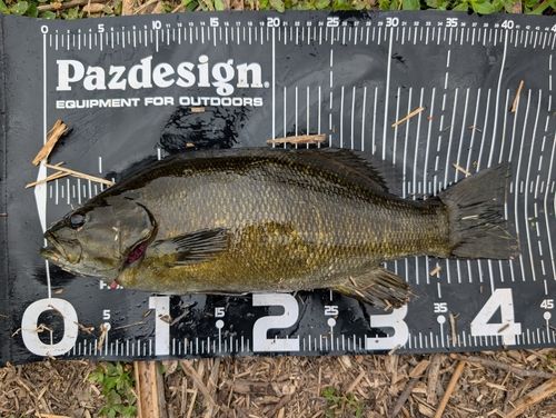 スモールマウスバスの釣果