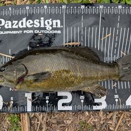 スモールマウスバス