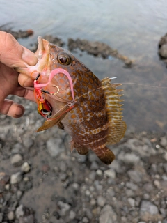 キジハタの釣果