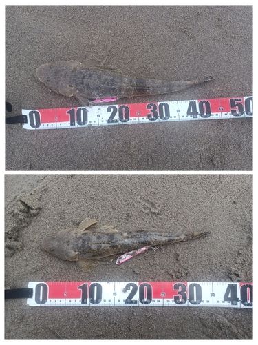 マゴチの釣果