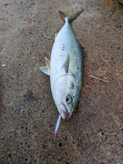 フクラギの釣果