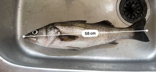 シーバスの釣果