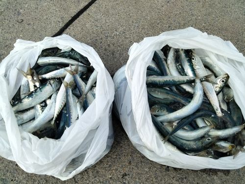 イワシの釣果